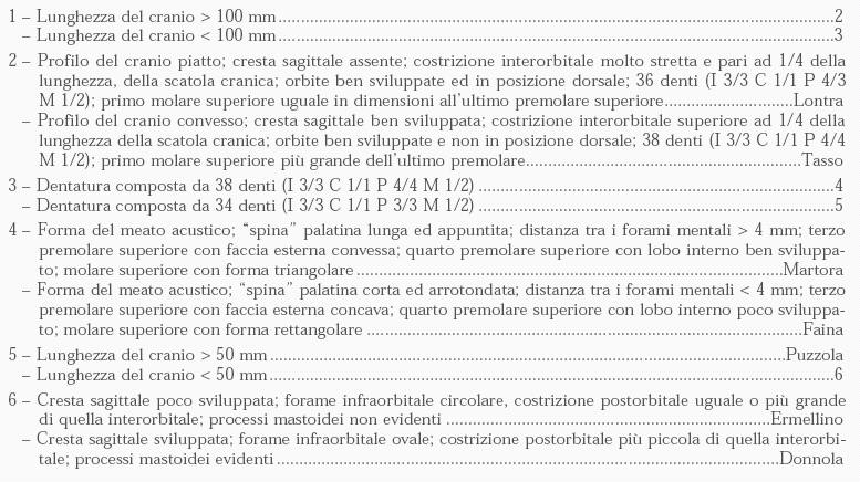 Chiave dicotomica per i crani dei mustelidi